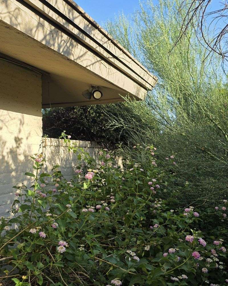 Thick Vegetation Against Walls Creates Useful Cover Thick Vegetation Against Walls Creates Useful Cover