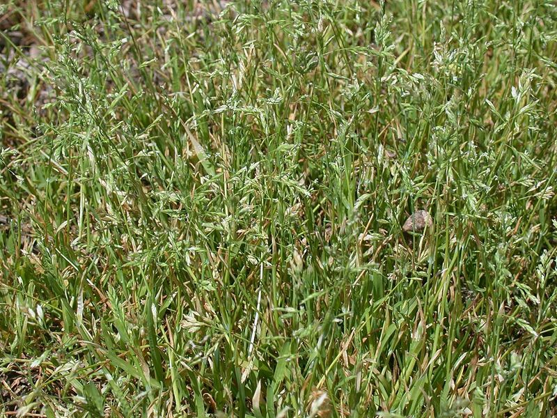 Thin Areas Of Turf Give New Plants More Room