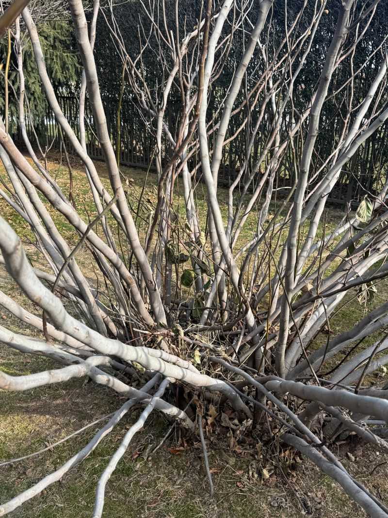 Thin Crossing And Crowded Branches