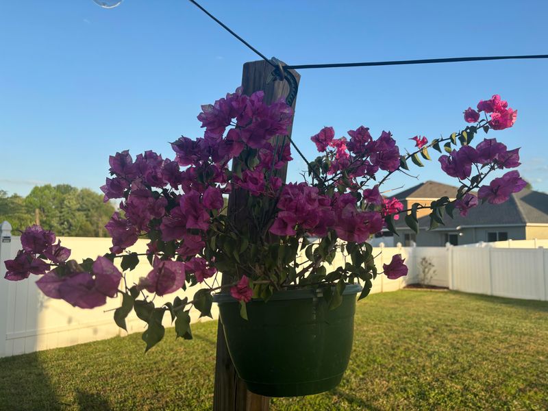 Thin Crowded Bougainvillea Growth Thin Crowded Bougainvillea Growth
