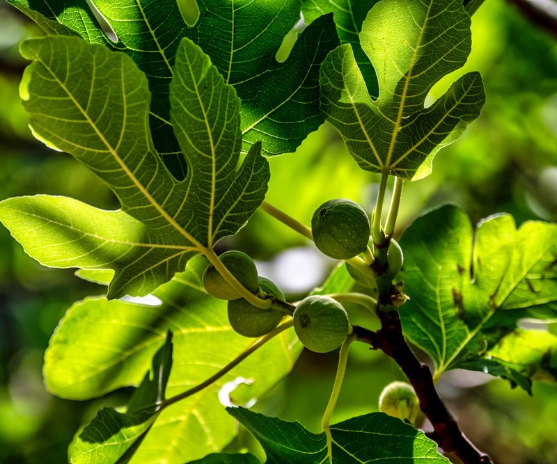 Thin Crowded Branches For Better Airflow Thin Crowded Branches For Better Airflow