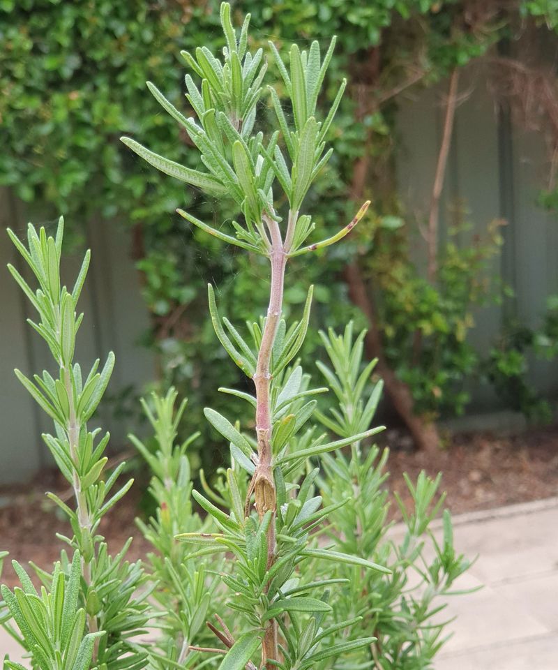 Thin Crowded Stems For Better Airflow Thin Crowded Stems For Better Airflow