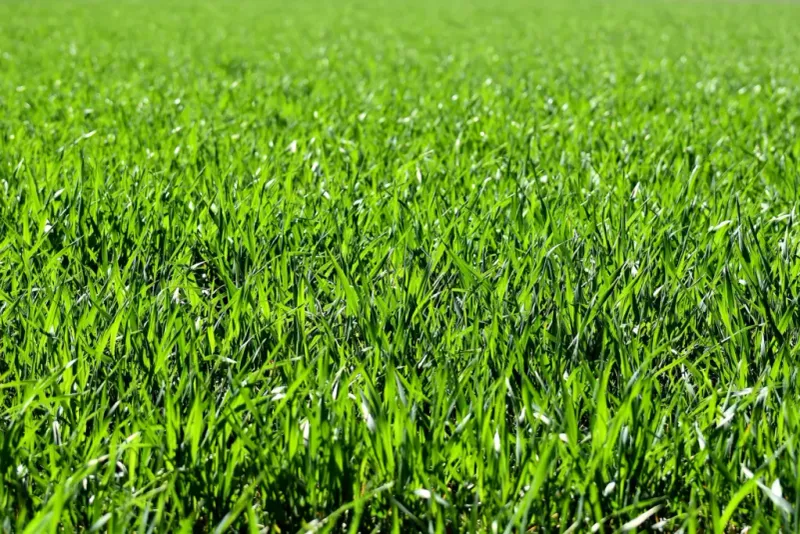 Thin Dense Turf Where Seed Cannot Reach Soil Thin Dense Turf Where Seed Cannot Reach Soil