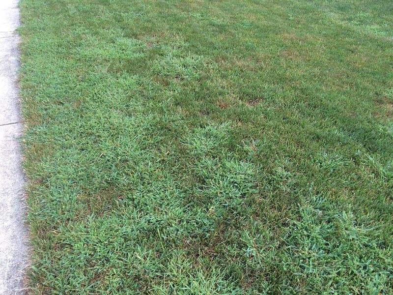 Thin Grass Now Means More Weeds Next Spring