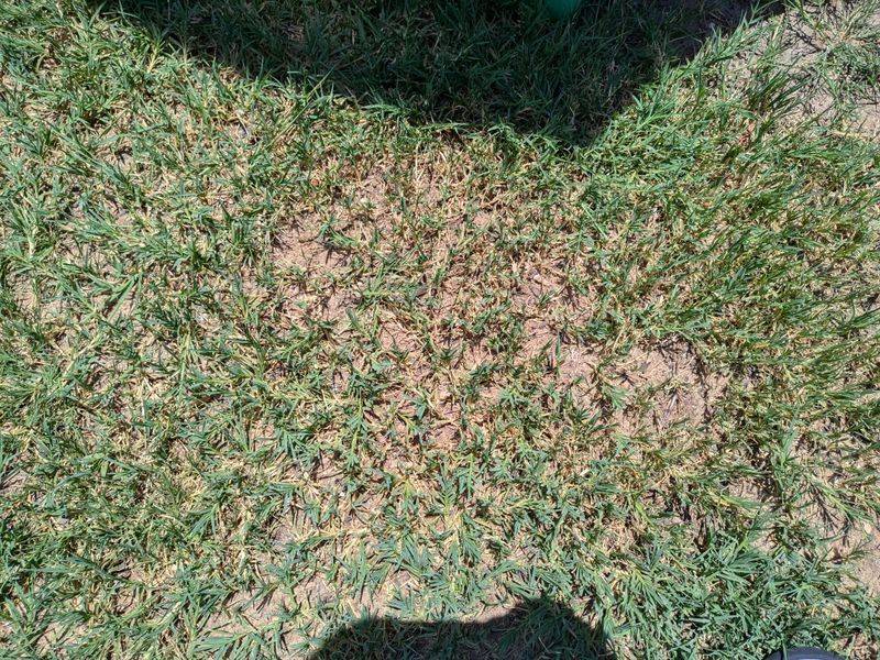Thin Grass Shows Your Lawn Needs Overseeding