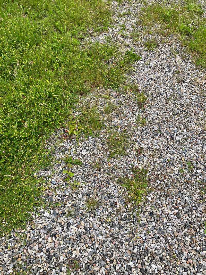 Thin Gravel Layers Let Weeds Break Through