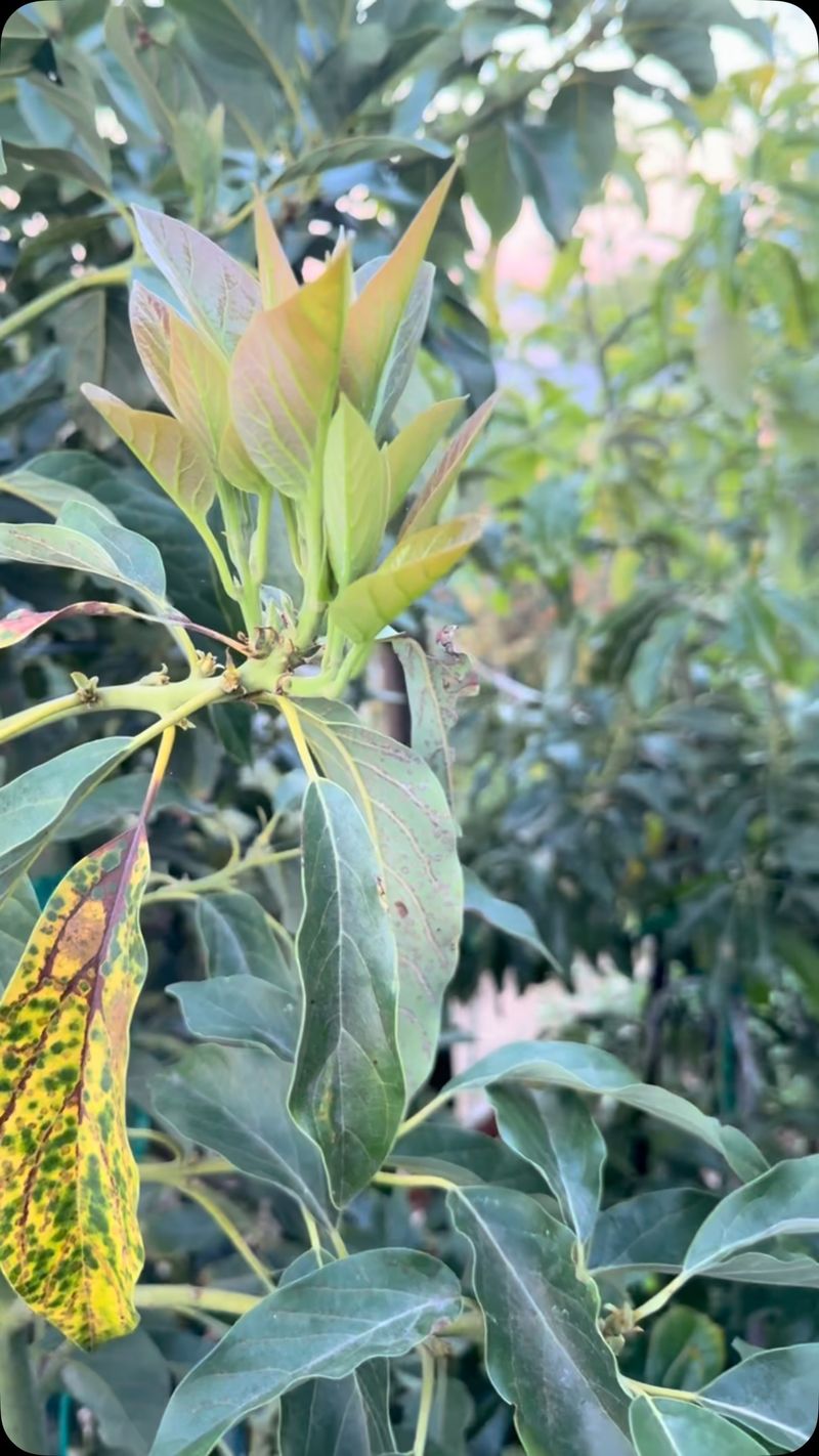 Thin Leaves That Burn Before Citrus Even Wilts Thin Leaves That Burn Before Citrus Even Wilts