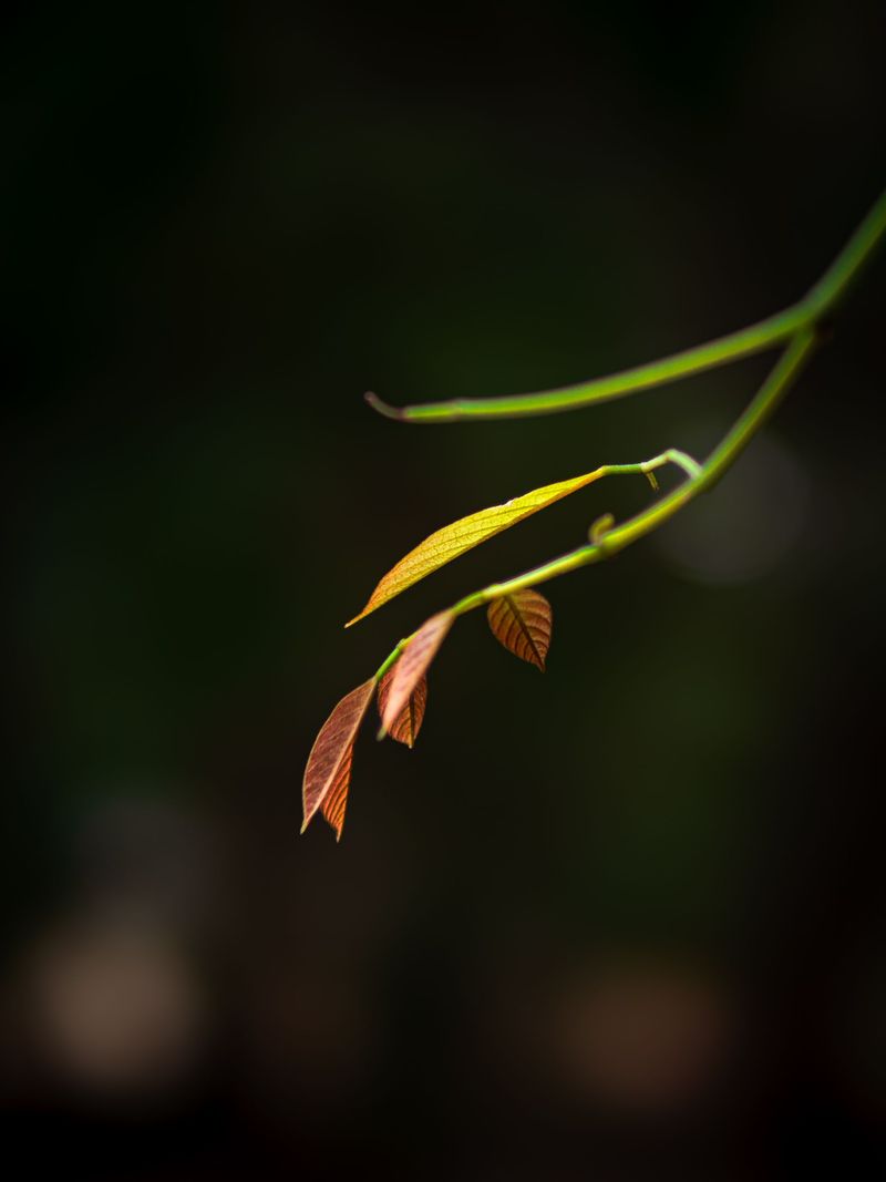 Thin Leaves That Give Up Their Green In A Hurry
