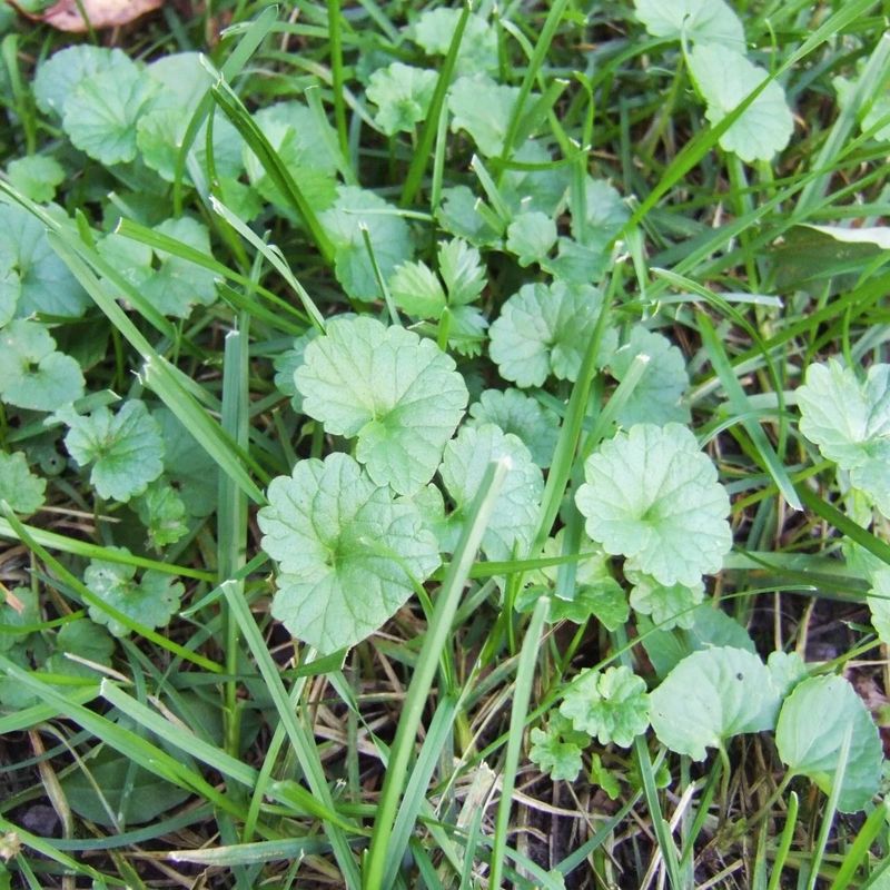 Thin Michigan Lawns Give It An Opening