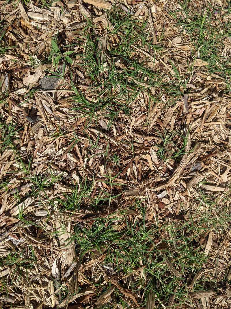 Thin Mulch Layers Let Weeds Reach The Surface Thin Mulch Layers Let Weeds Reach The Surface