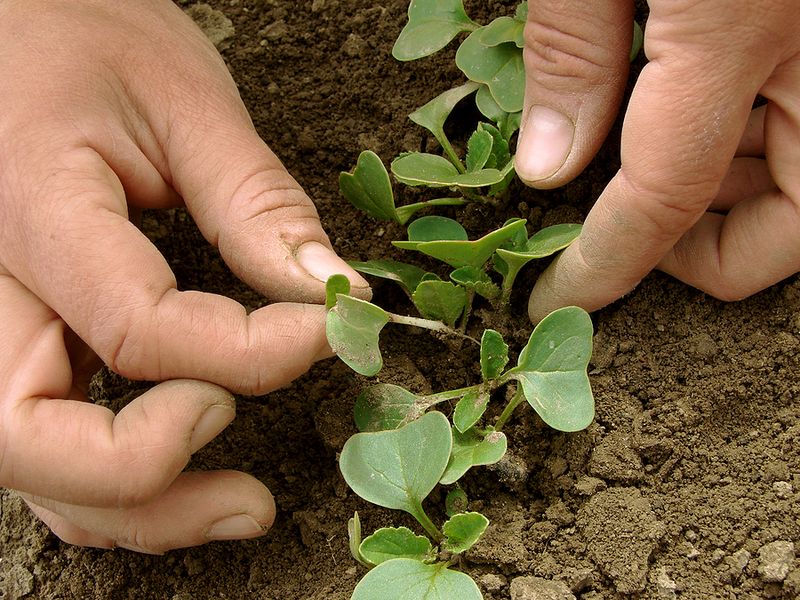 Thin Seedlings Before Crowding Slows Them Down Thin Seedlings Before Crowding Slows Them Down
