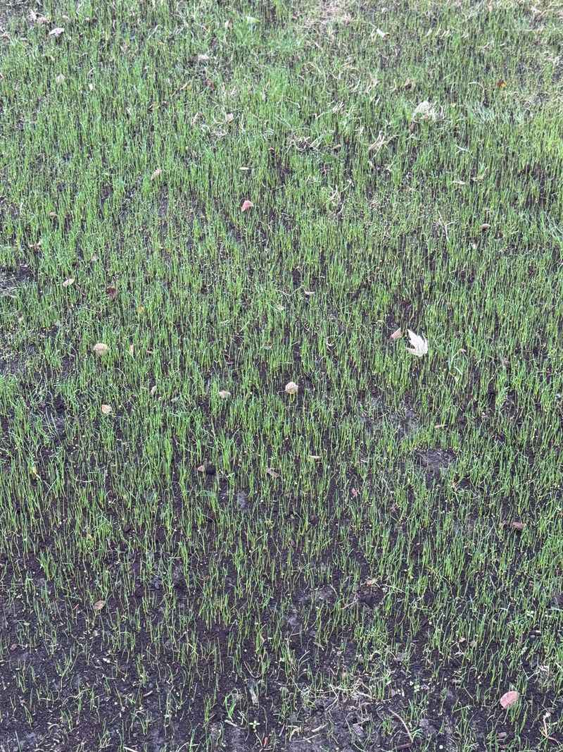 Thin Seedlings Fail To Develop A Strong Root System Thin Seedlings Fail To Develop A Strong Root System