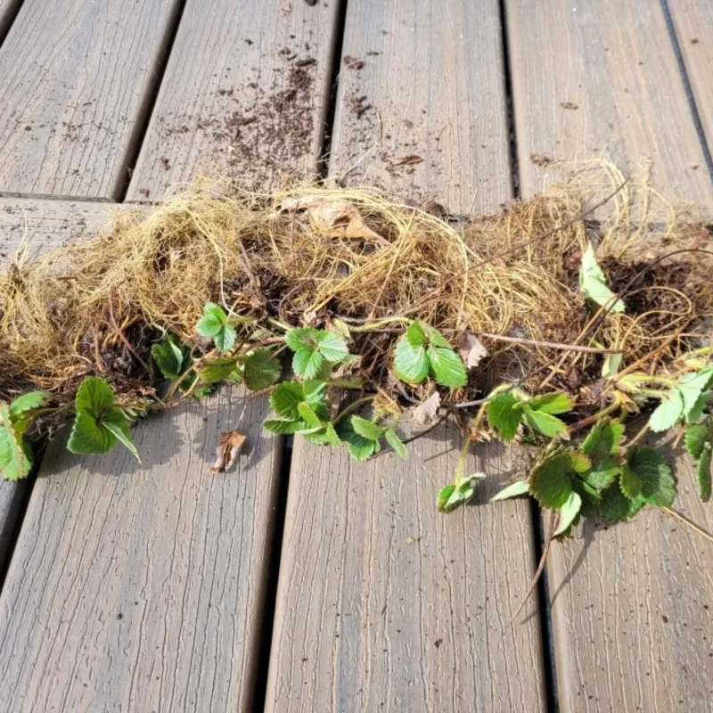 Thinning Crowded Crowns For Stronger Plants Thinning Crowded Crowns For Stronger Plants