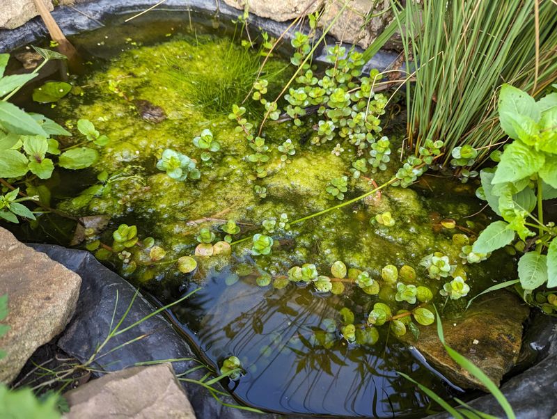 Thinning Out Overgrown Submerged Growth