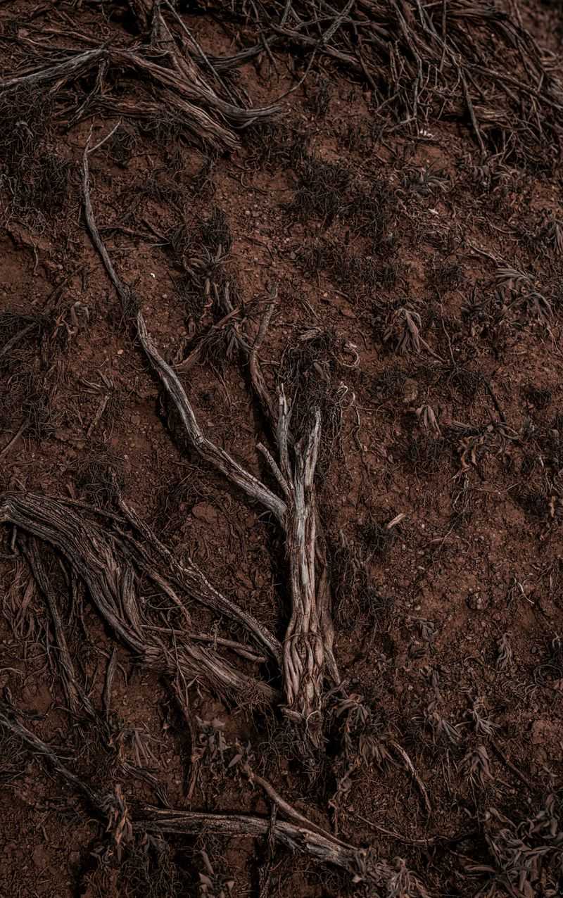 Thirsty Roots After A Long, Dry Stretch Thirsty Roots After A Long, Dry Stretch
