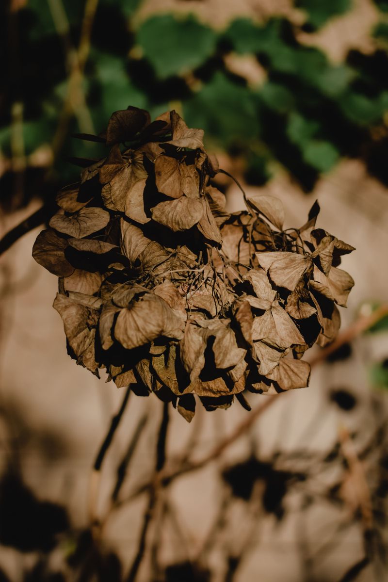 Thirsty Roots Showing Signs Of Drought Stress