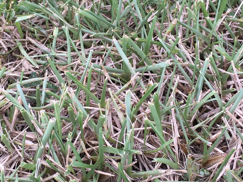Thirsty Turf Folding Its Blades