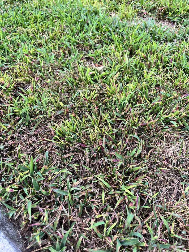 This Autumn's Scalping Habit Decides Next Spring This Autumn's Scalping Habit Decides Next Spring