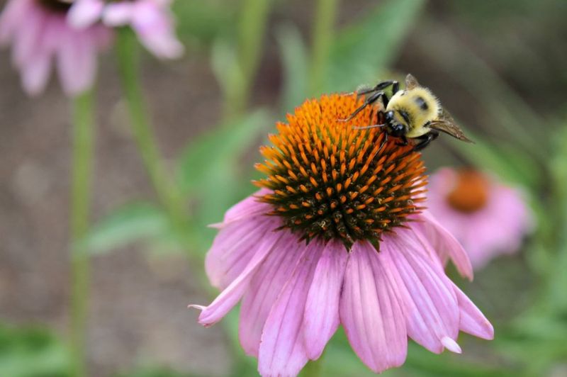 This Coneflower Cutback Mistake Can Rob Your Virginia Garden Of New Plants Next Year