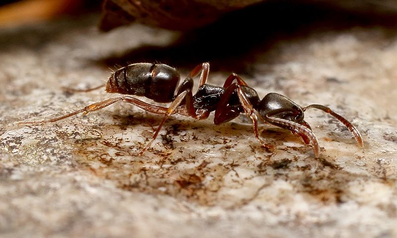 This Dark Slender Ant Is Easy To Overlook In The Garden This Dark Slender Ant Is Easy To Overlook In The Garden