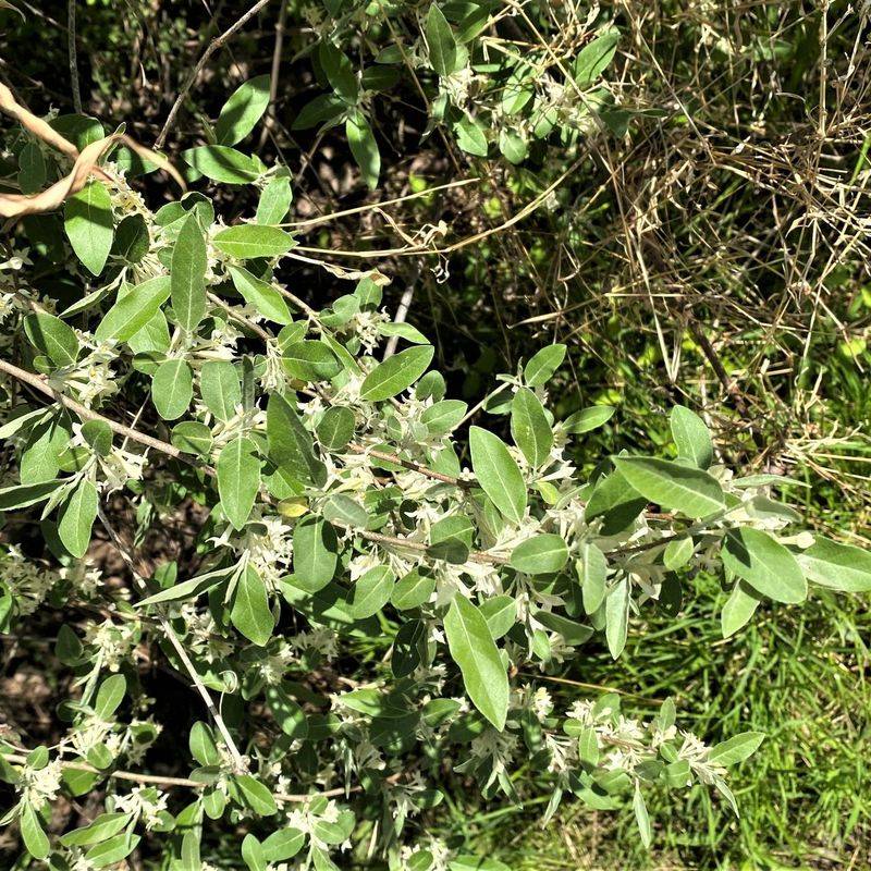 This Fast Growing Shrub Can Quietly Take Over Open Areas