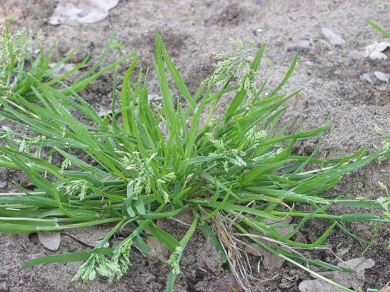 This Lawn Weed Can Get Started Before You Ever See It