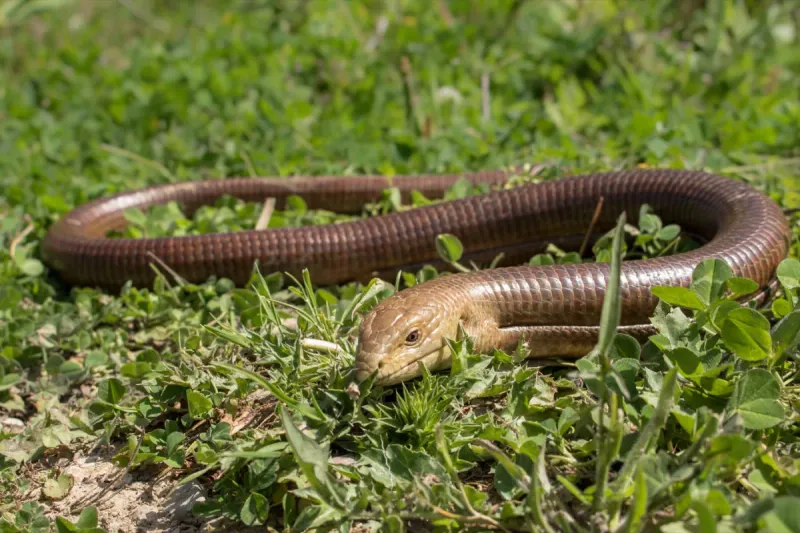 This Long Animal May Look Like A Snake At First This Long Animal May Look Like A Snake At First