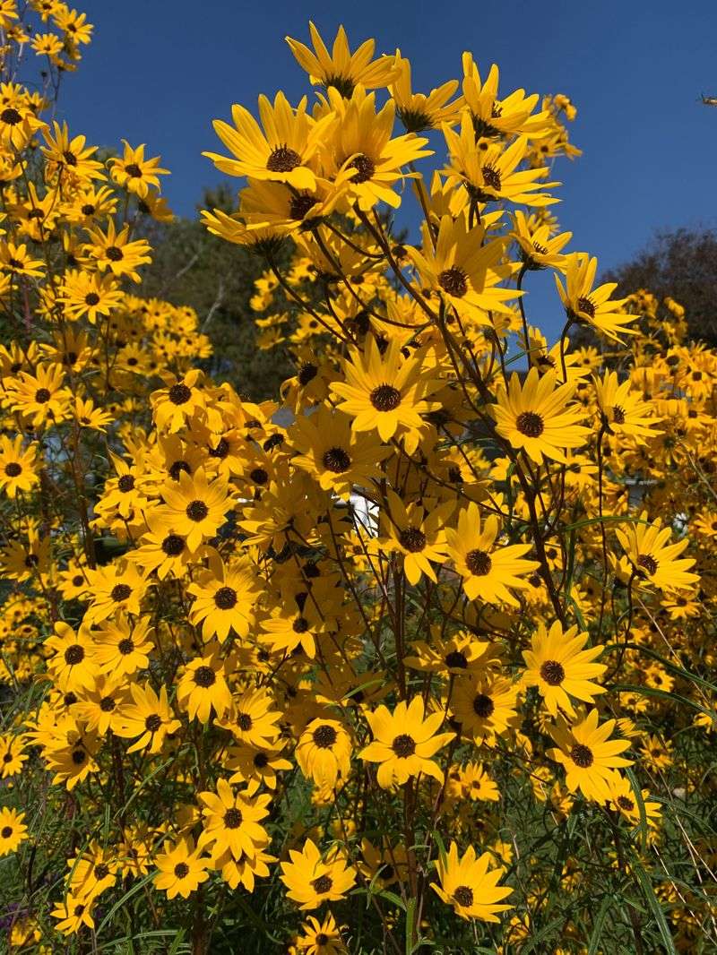 This Native Can Tower Over Many Plants Around It