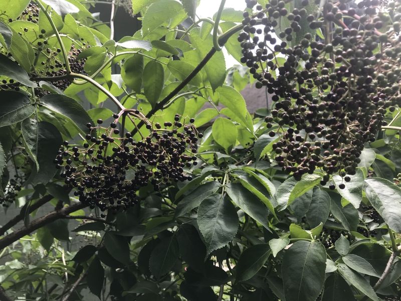 This Native Does More Than Most Native Shrubs This Native Does More Than Most Native Shrubs