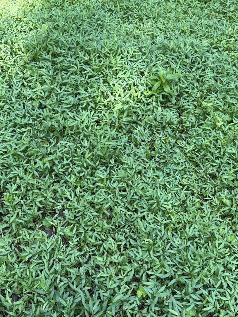 This Native Groundcover Can Give Stiltgrass Some Competition