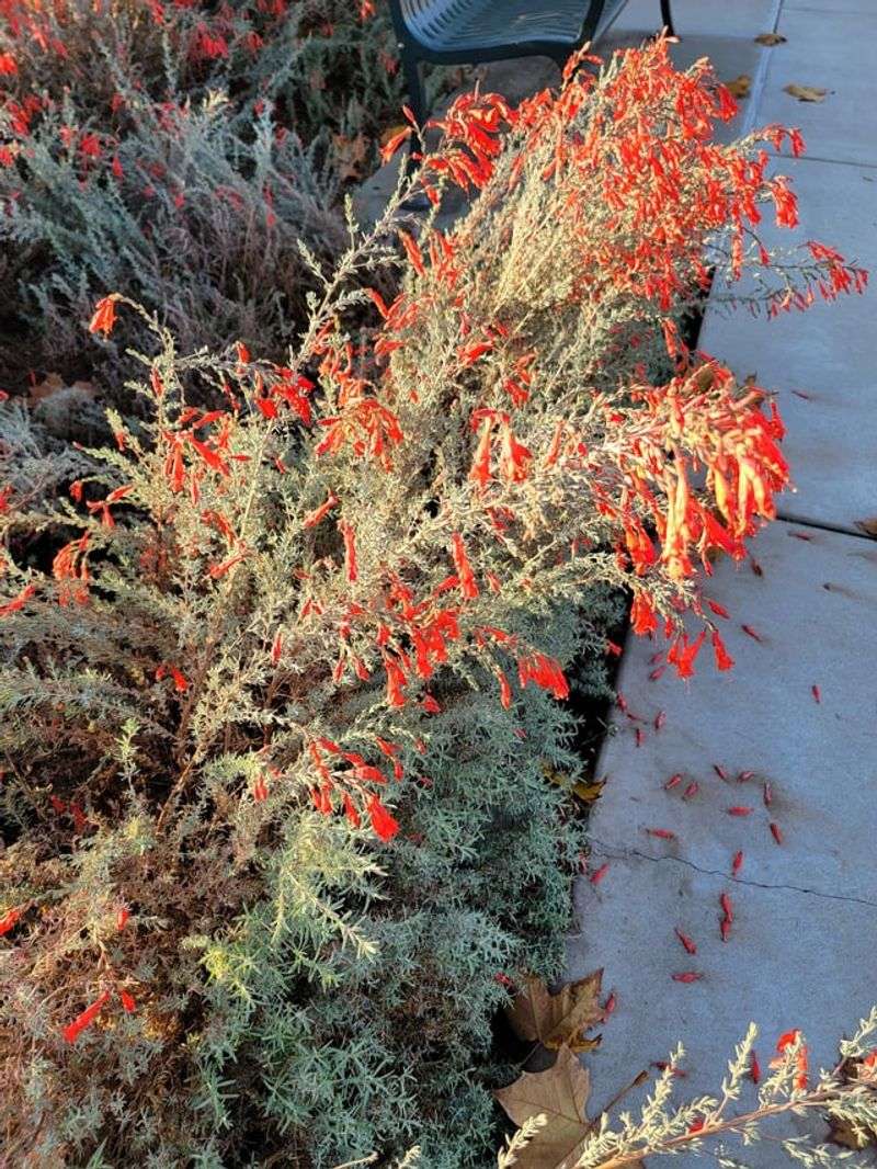 This Native Plant Needs Far Less Water Than Turf