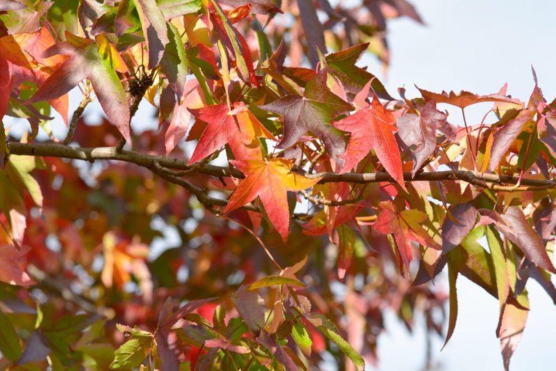 This Native Shade Tree Delivers Brilliant Pennsylvania Fall Color
