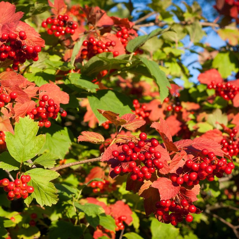 This Native Shrub Delivers Brilliant Pennsylvania Fall Color