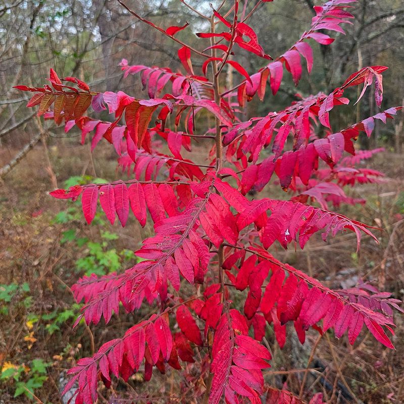 This Overlooked Native Saves Its Boldest Color For Fall