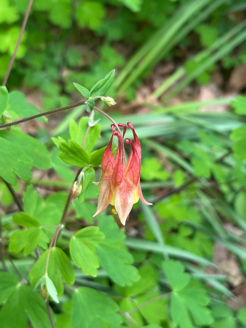 This Plant Brings Pollinators Into Shady Gardens This Plant Brings Pollinators Into Shady Gardens