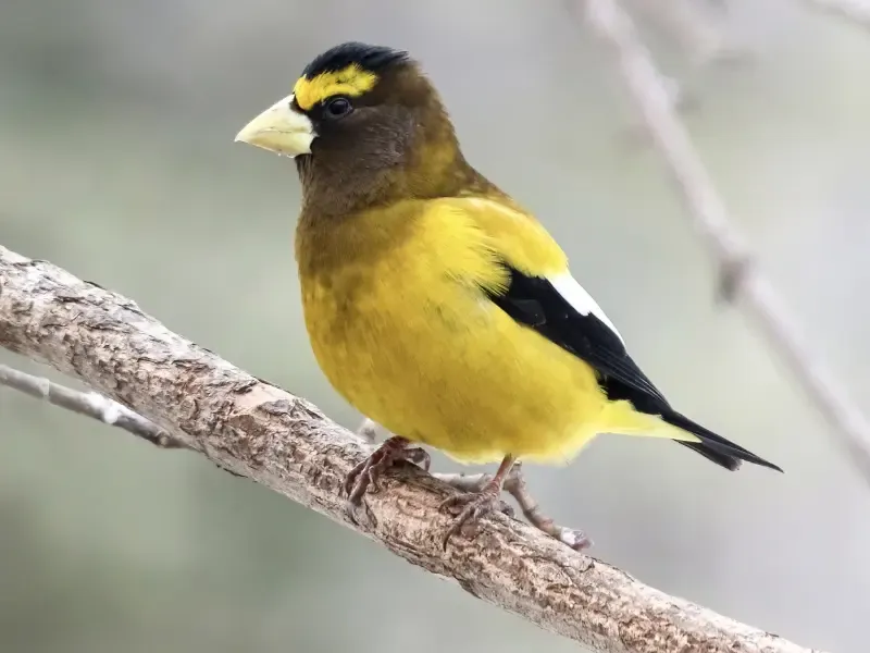 This Rare Bird Is The Evening Grosbeak This Rare Bird Is The Evening Grosbeak