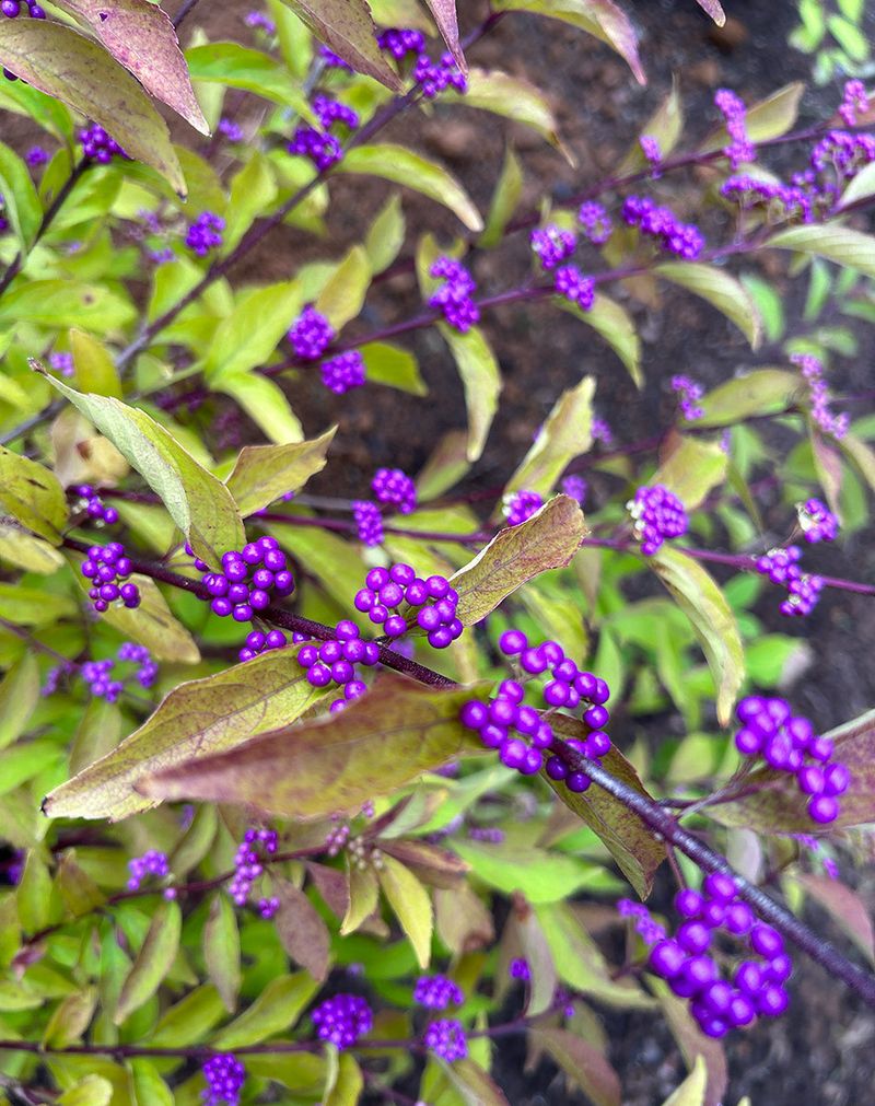 This Shrub Fits Naturally Along Woodland Edges