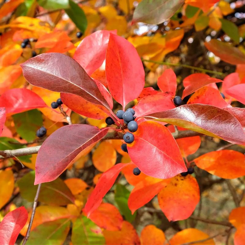 This Tree Runs On Its Own Fall Schedule This Tree Runs On Its Own Fall Schedule