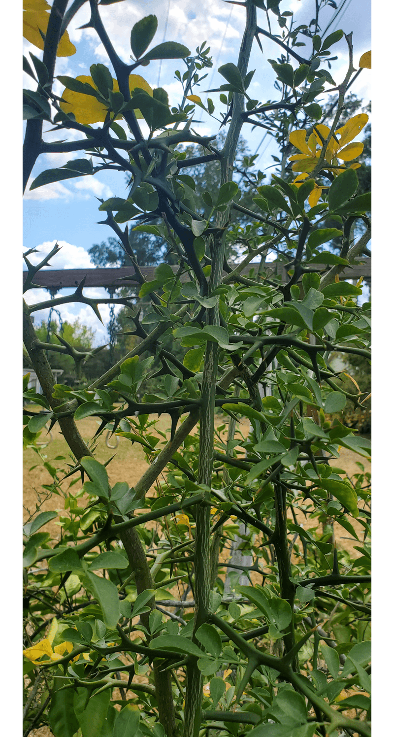 Thorns Can Be A Clue You Have Rootstock Growth
