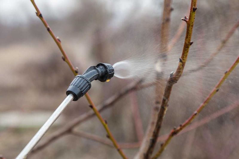 Thorough Coverage Of Twigs And Buds Is Important For Control