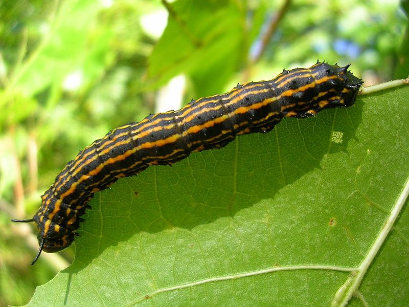 Those Bold Stripes Make These Caterpillars Hard To Miss Those Bold Stripes Make These Caterpillars Hard To Miss