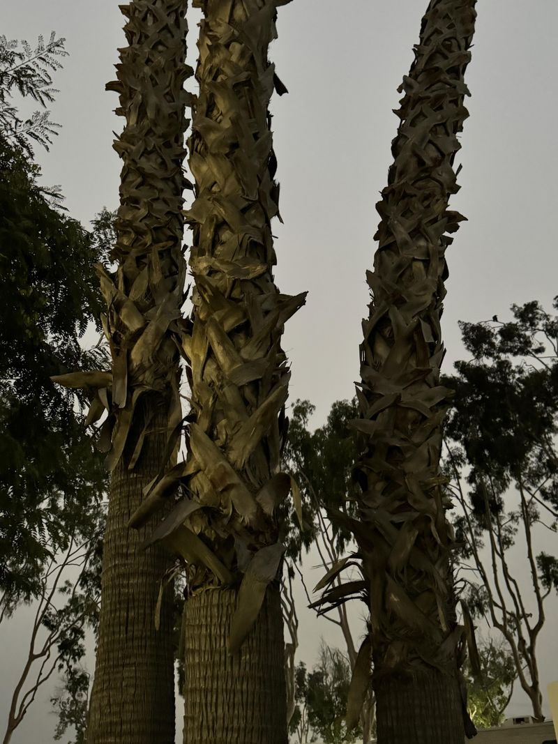 Those “Boots” Are Leftover Palm Leaf Bases Those “Boots” Are Leftover Palm Leaf Bases