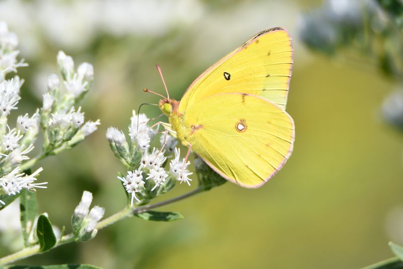Those Bright Yellow Wings Can Suddenly Fill Fall Yards Those Bright Yellow Wings Can Suddenly Fill Fall Yards