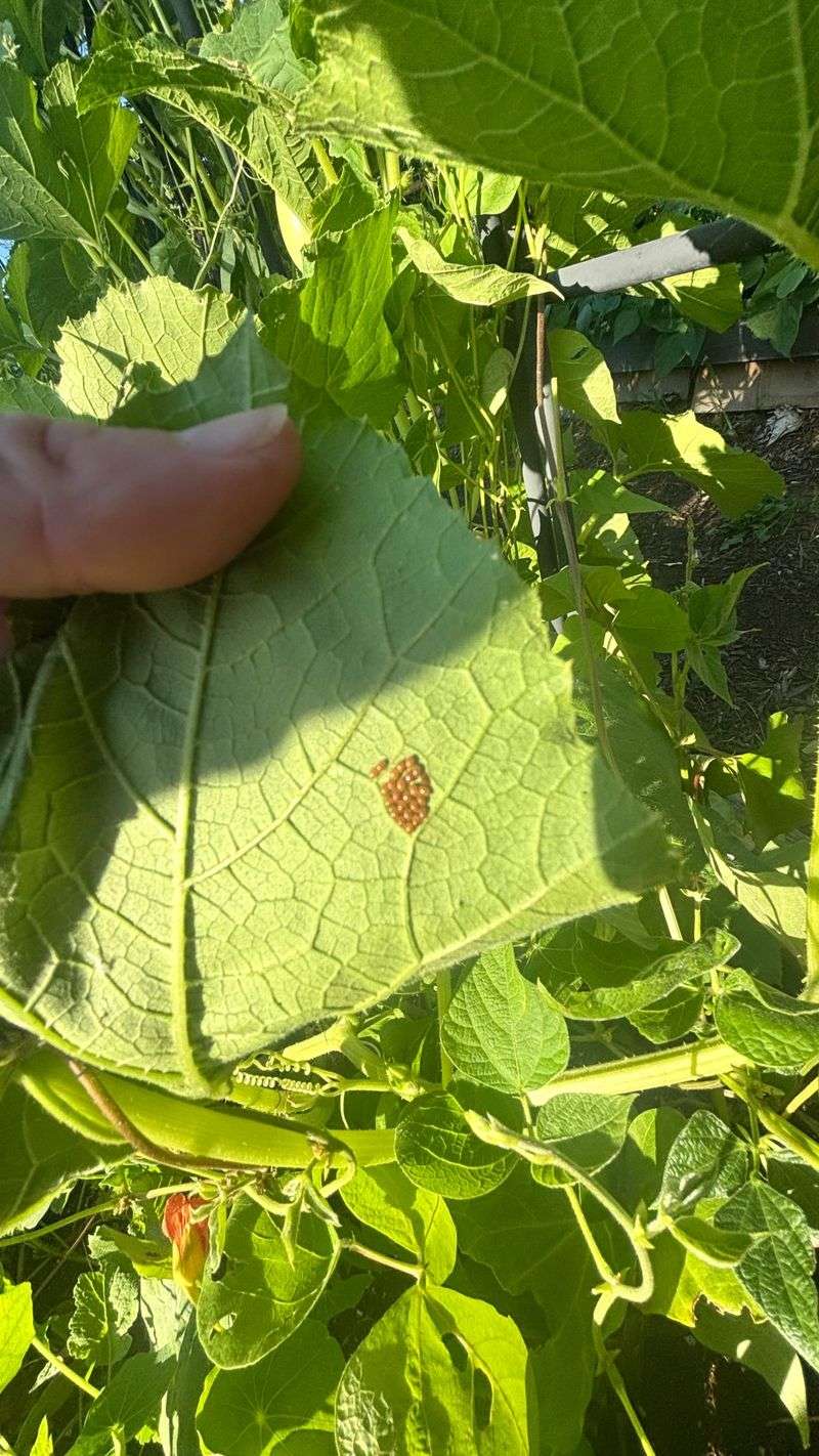 Those Bronze Dots Are Probably Squash Bug Eggs
