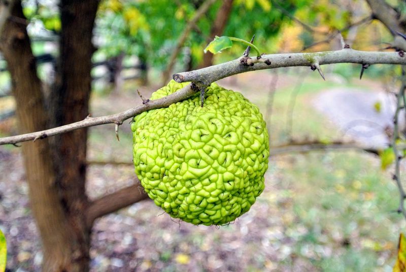 Those Bumpy Green Globes Have A Name Those Bumpy Green Globes Have A Name