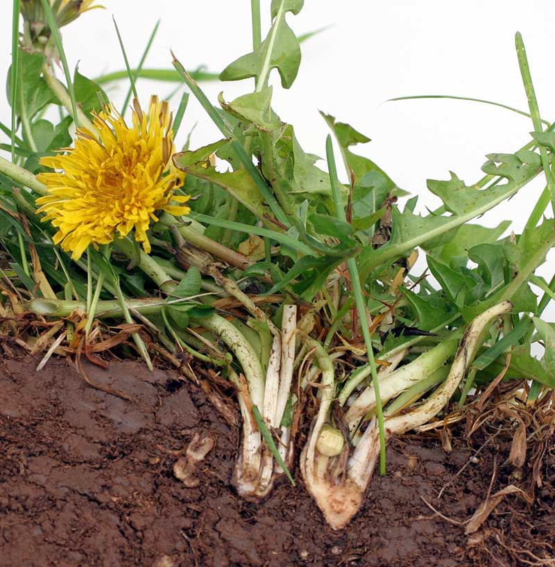 Those Deep Taproots Just Refuse To Quit Those Deep Taproots Just Refuse To Quit