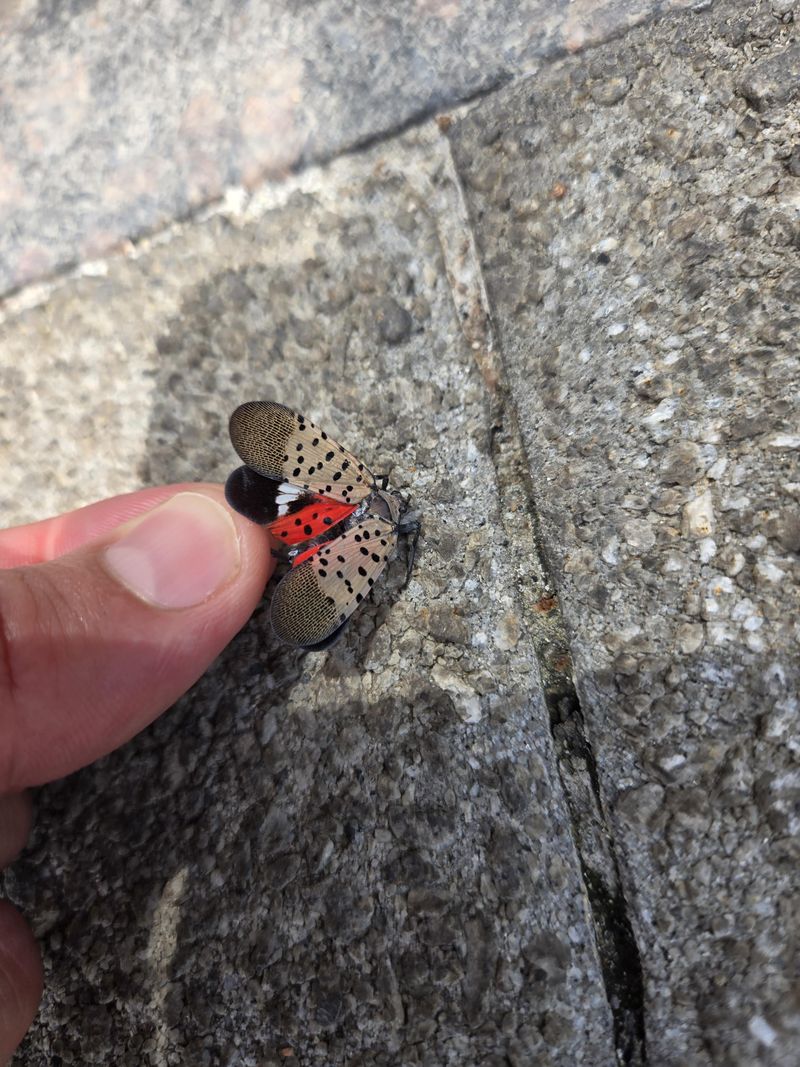 Those Egg Masses May Be Hiding Everywhere Those Egg Masses May Be Hiding Everywhere