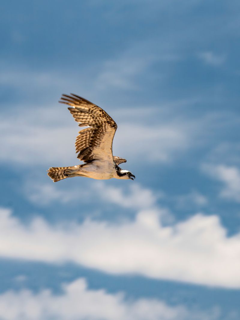Those Extra Hawks Above Your Yard Are Showing Up For A Reason