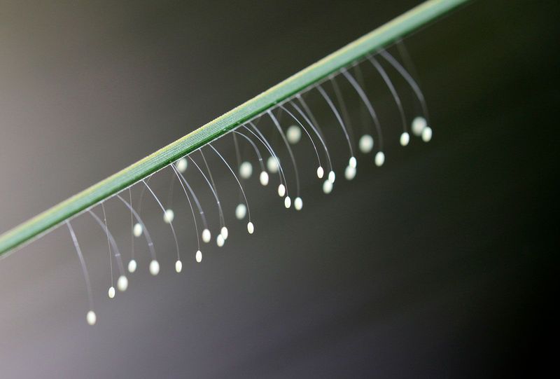 Those Fairy-Wand Shapes Usually Point to Green Lacewings
