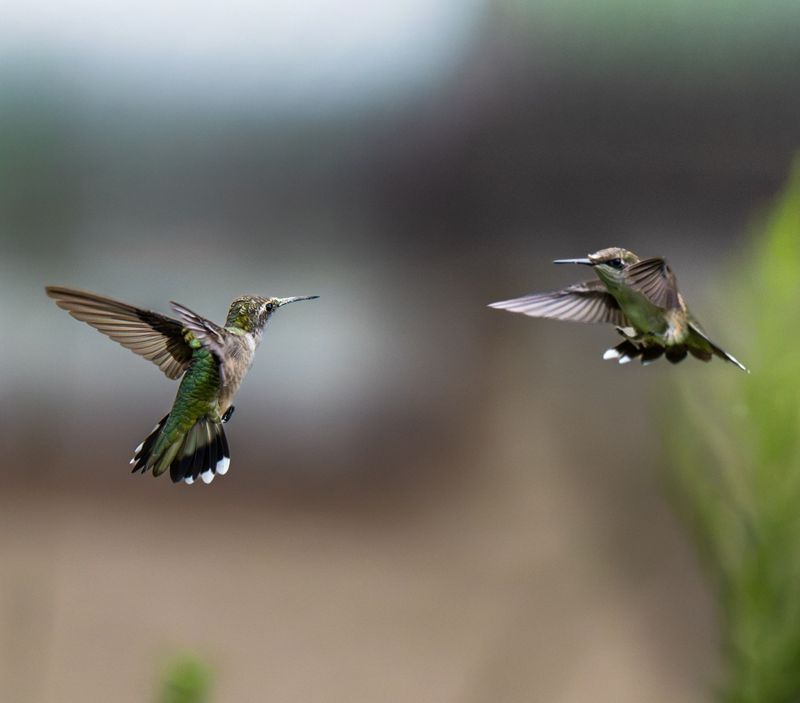 Those Fast Chases Around Your Feeder Are Normal Behavior